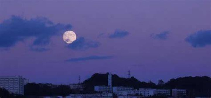 月に叢雲、花に風を連想させる夜景と花のイメージ