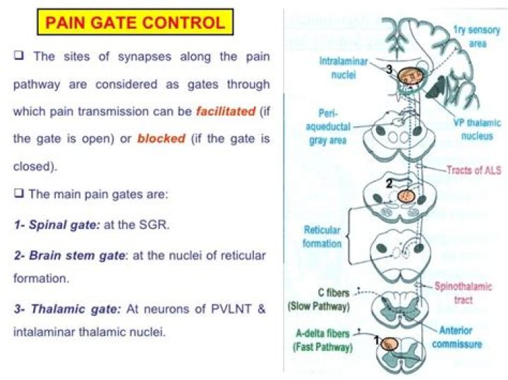 pain gateとは？痛みの「感じ方」と安全な対処を整理する